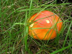 DSCN0385.JPG