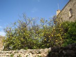 IMG_1846.jpg